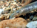 Lamprey Eel