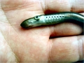 Lamprey Eel