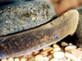 Lamprey Eel