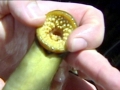 Lamprey Eel