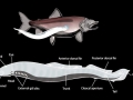Lamprey Eel