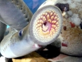 Lamprey Eel