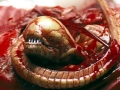 Lamprey Eel