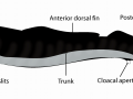 Lamprey Eel