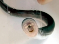Lamprey Eel