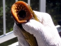 Lamprey Eel