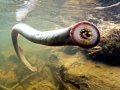 Lamprey Eel