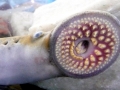 Lamprey Eel