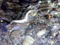 Lamprey Eel