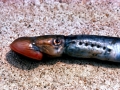 Lamprey Eel