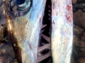 Lancetfish