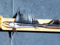 Lancetfish