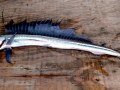 Lancetfish