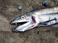 Lancetfish
