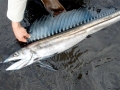 Lancetfish