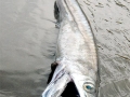 Lancetfish