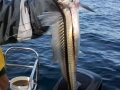 Lancetfish