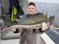 Lancetfish