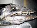 Lancetfish