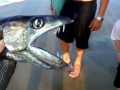 Lancetfish