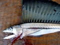 Lancetfish