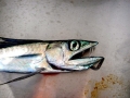 Lancetfish