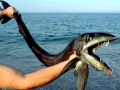 Lancetfish