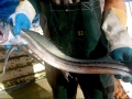 Lancetfish