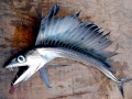 Lancetfish