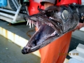 Lancetfish