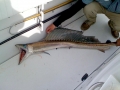 Lancetfish