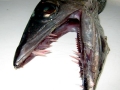 Lancetfish