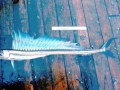 Lancetfish