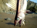 Lancetfish