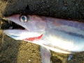 Lancetfish