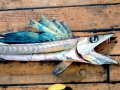 Lancetfish