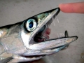 Lancetfish