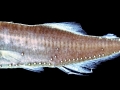 Lanternfish