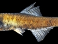 Lanternfish
