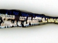 Lanternfish