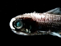 Lanternfish