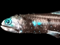 Lanternfish