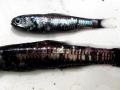 Lanternfish