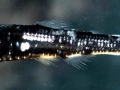 Lanternfish