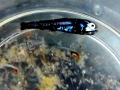 Lanternfish