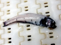 Lanternfish