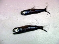 Lanternfish