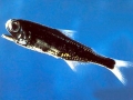 Lanternfish