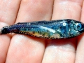 Lanternfish