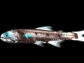 Lanternfish